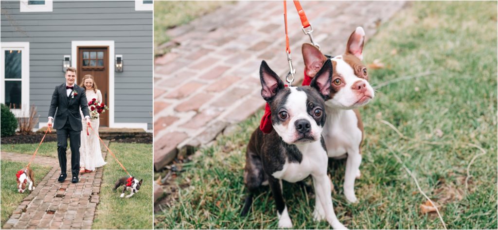 french bull dogs on wedding day at mustard seed gardens